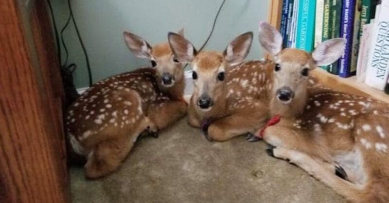 A woman left her back door open during a storm and found three deer in her living room.