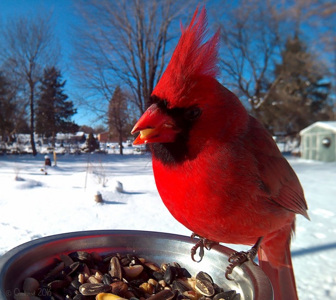 A woman set up a photo booth with a bird feeder to capture close-ups of birds feeding, and here are 25 of her best photos