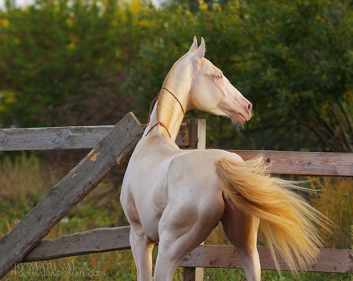 Dubbed "the most beautiful horse in the world", the Akhal-Teke is a brilliant creature that is hard to forget