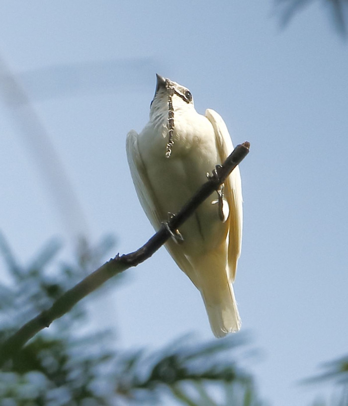 Hear the loudest bird call in the world, rivaling even a jet engine.