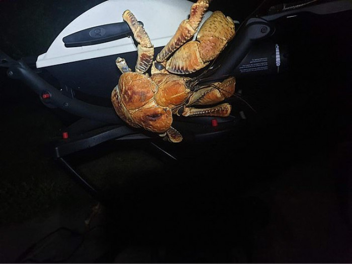 A family goes camping on a remote Australian island when they are suddenly surrounded by large, predatory crabs.