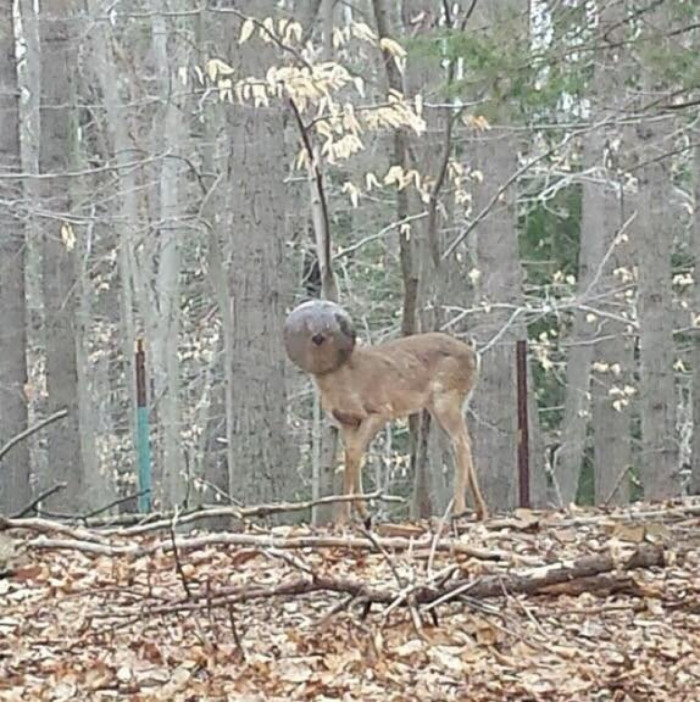 Strange-looking deer rescued after days without food or water