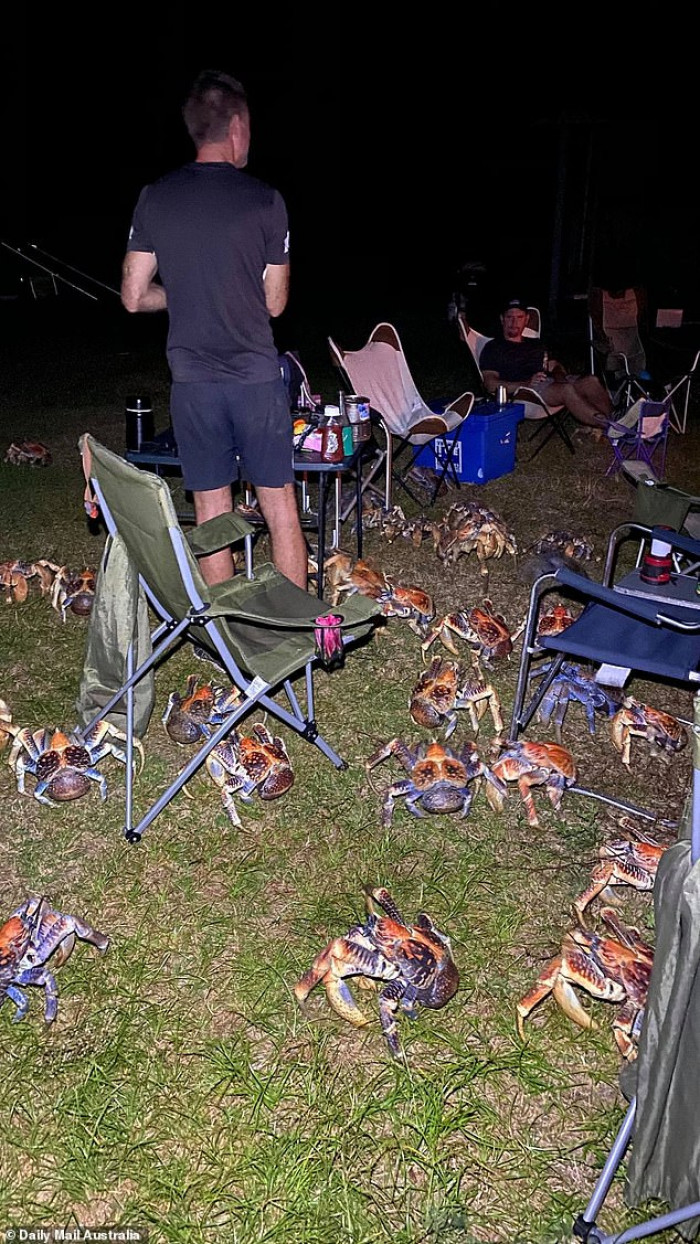 A family goes camping on a remote Australian island when they are suddenly surrounded by large, predatory crabs.