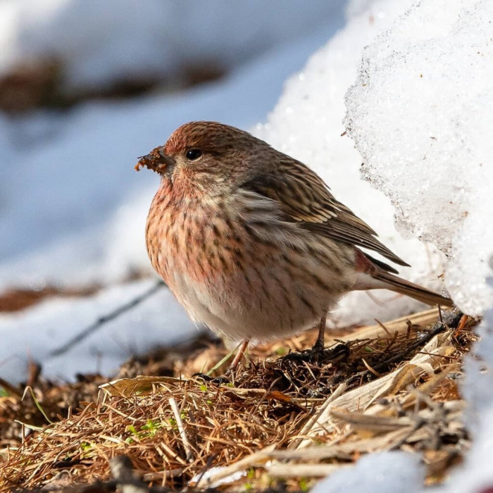 The pink-browed rosefinch is a bird that is almost too beautiful to be true.