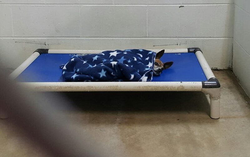 A heartbroken Chihuahua abandoned at a shelter hides at night, just like his late owner did.