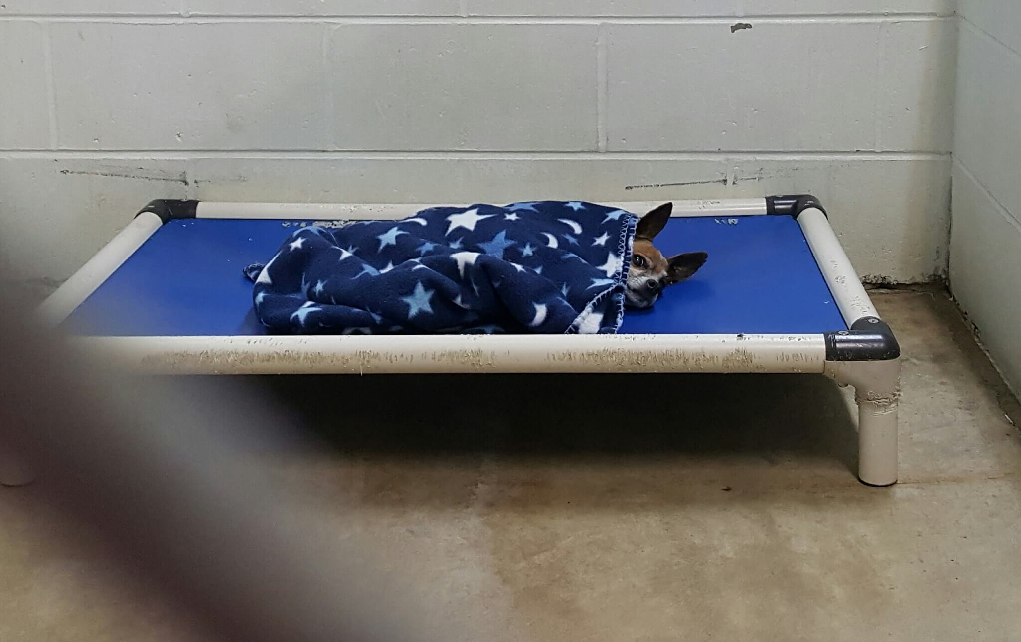 A heartbroken Chihuahua abandoned at a shelter hides at night, 