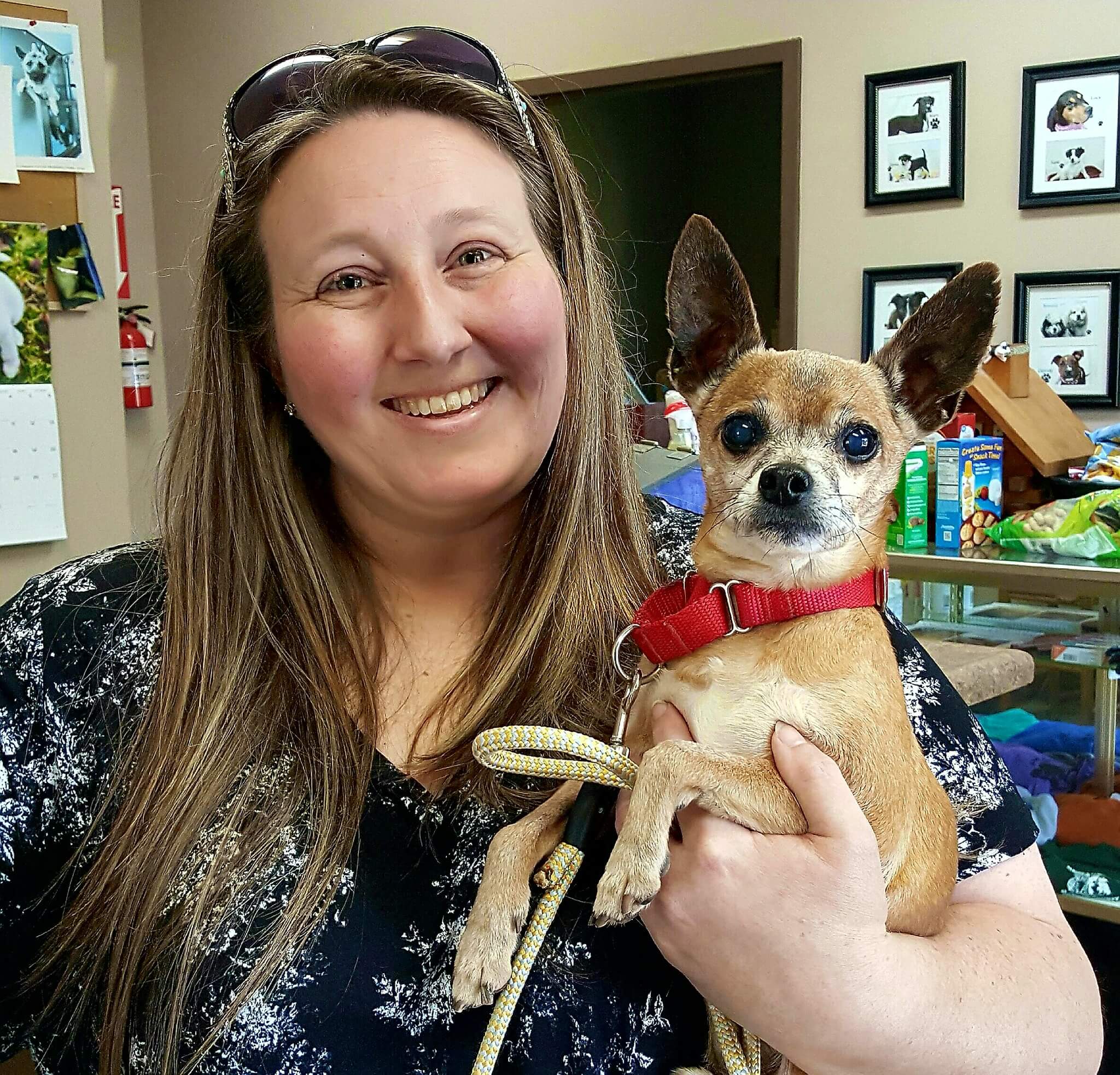 A heartbroken Chihuahua abandoned at a shelter hides at night, 