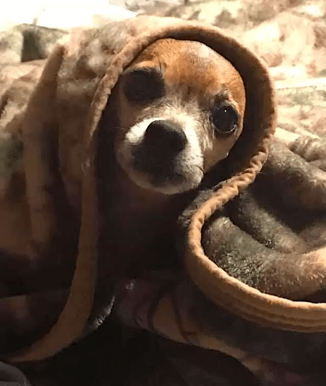 A heartbroken Chihuahua abandoned at a shelter hides at night, 