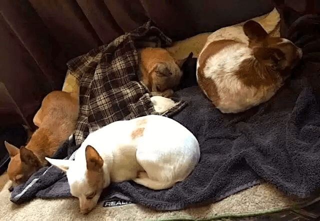 A heartbroken Chihuahua abandoned at a shelter hides at night, 