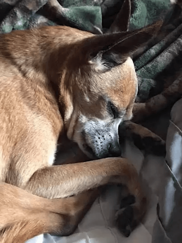 A heartbroken Chihuahua abandoned at a shelter hides at night, 