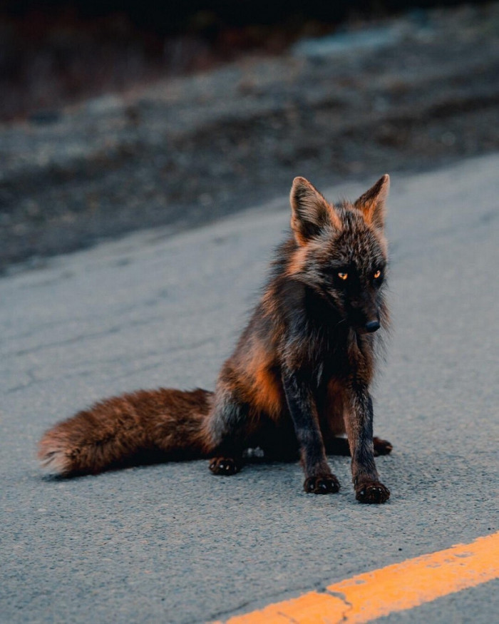 Stunning photos and video footage of rare and wild black and red cross foxes