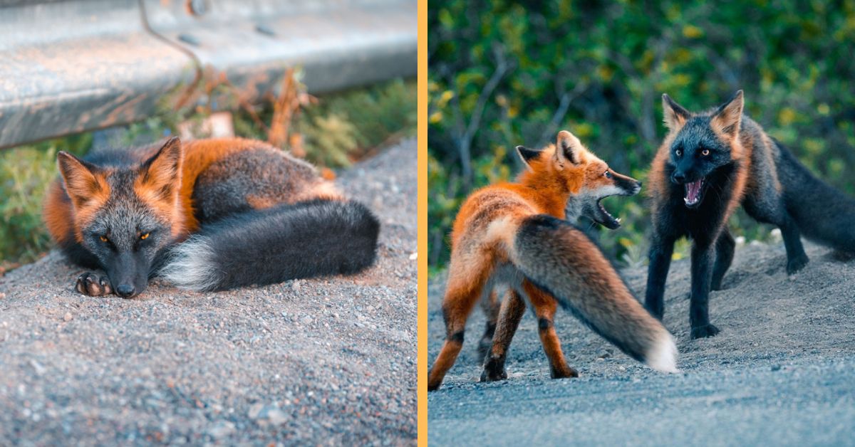 Stunning photos and video footage of rare and wild black and red cross foxes