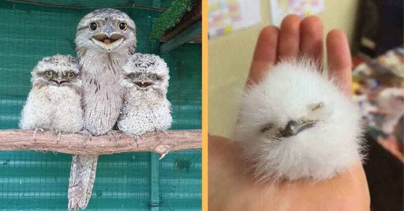 25 Adorable Frogmouth Chicks That Have Incredibly Expressive Faces