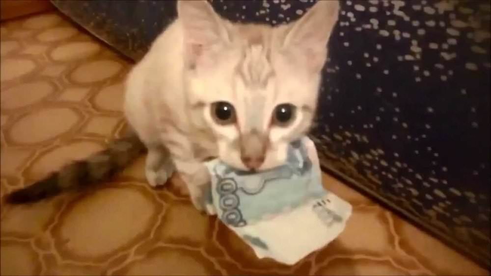 20 Photos That Prove Cats Are Master Thieves