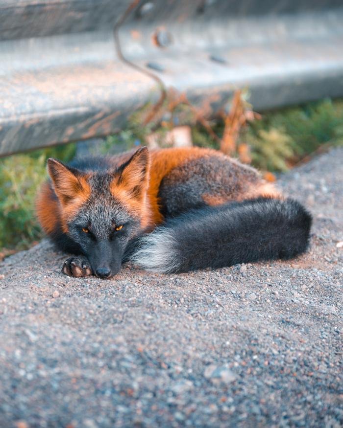 Stunning photos and video footage of rare and wild black and red cross foxes
