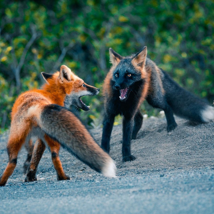 Stunning photos and video footage of rare and wild black and red cross foxes