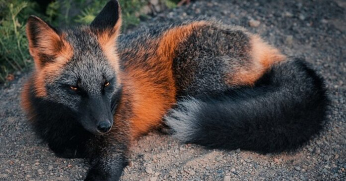 Stunning photos and video footage of rare and wild black and red cross foxes