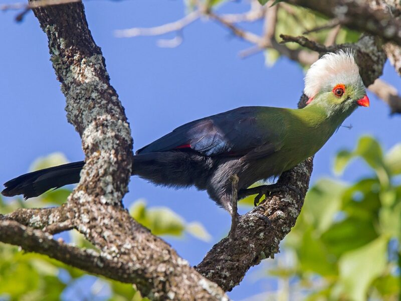 Meet The Ruspoli’s Turaco