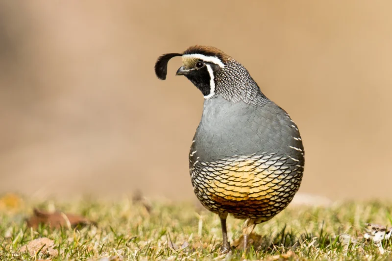 Meet the California Quail