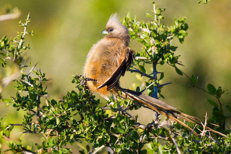 Meet The Speckled Mousebird
