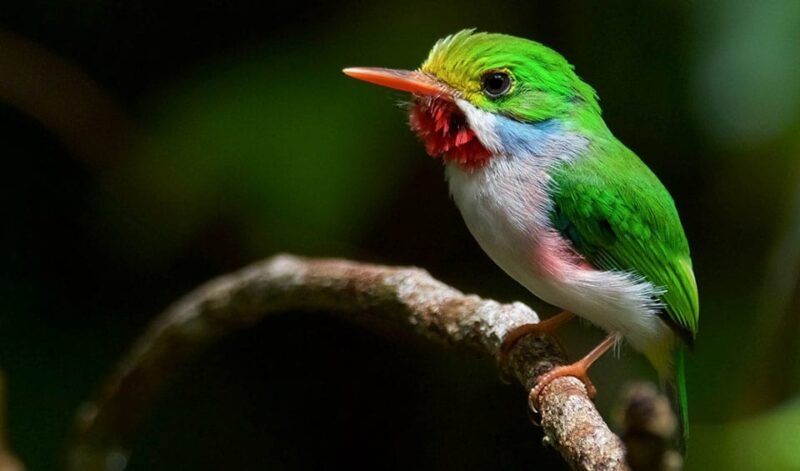 Meet The Cuban Tody