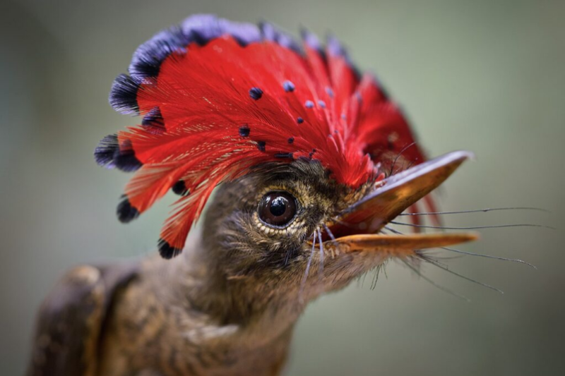 Meet the Amazonian Royal Flycatcher