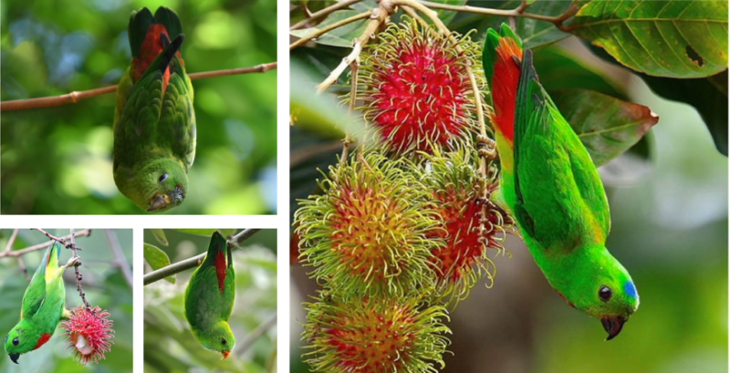 Meet The Blue-crowned Hanging Parrot