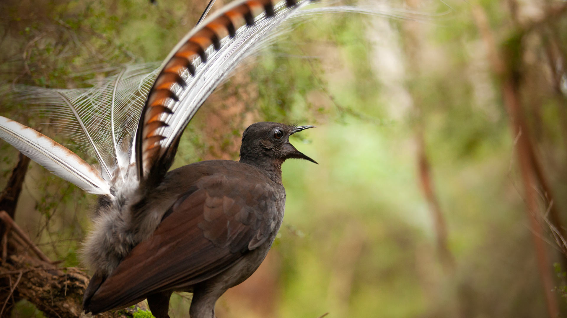 Meet the Superb Lyrebird